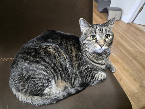 HAZEL - Domestic Short Hair available for adoption