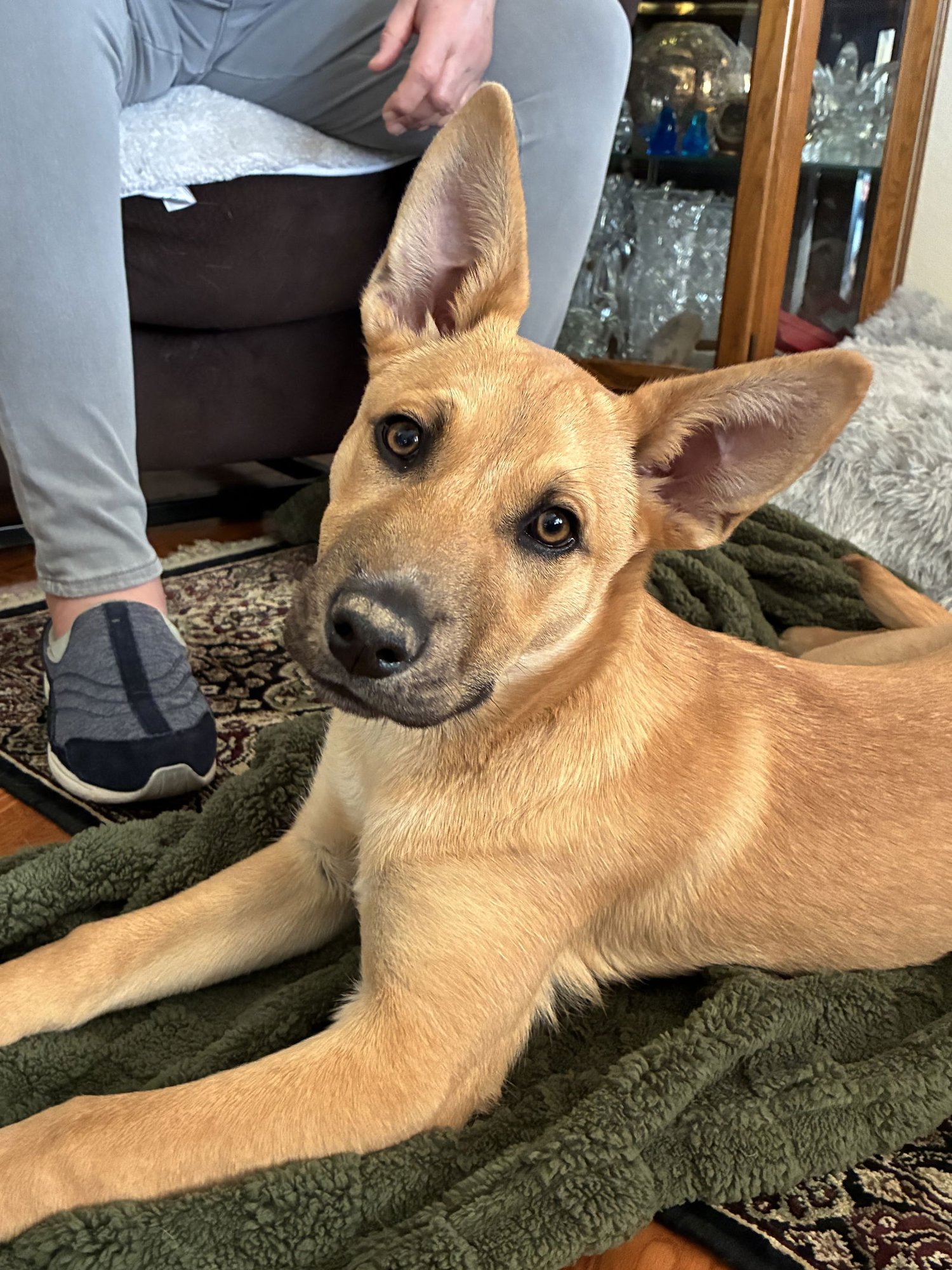 MARLEE - Shepherd / Carolina Dog available for adoption