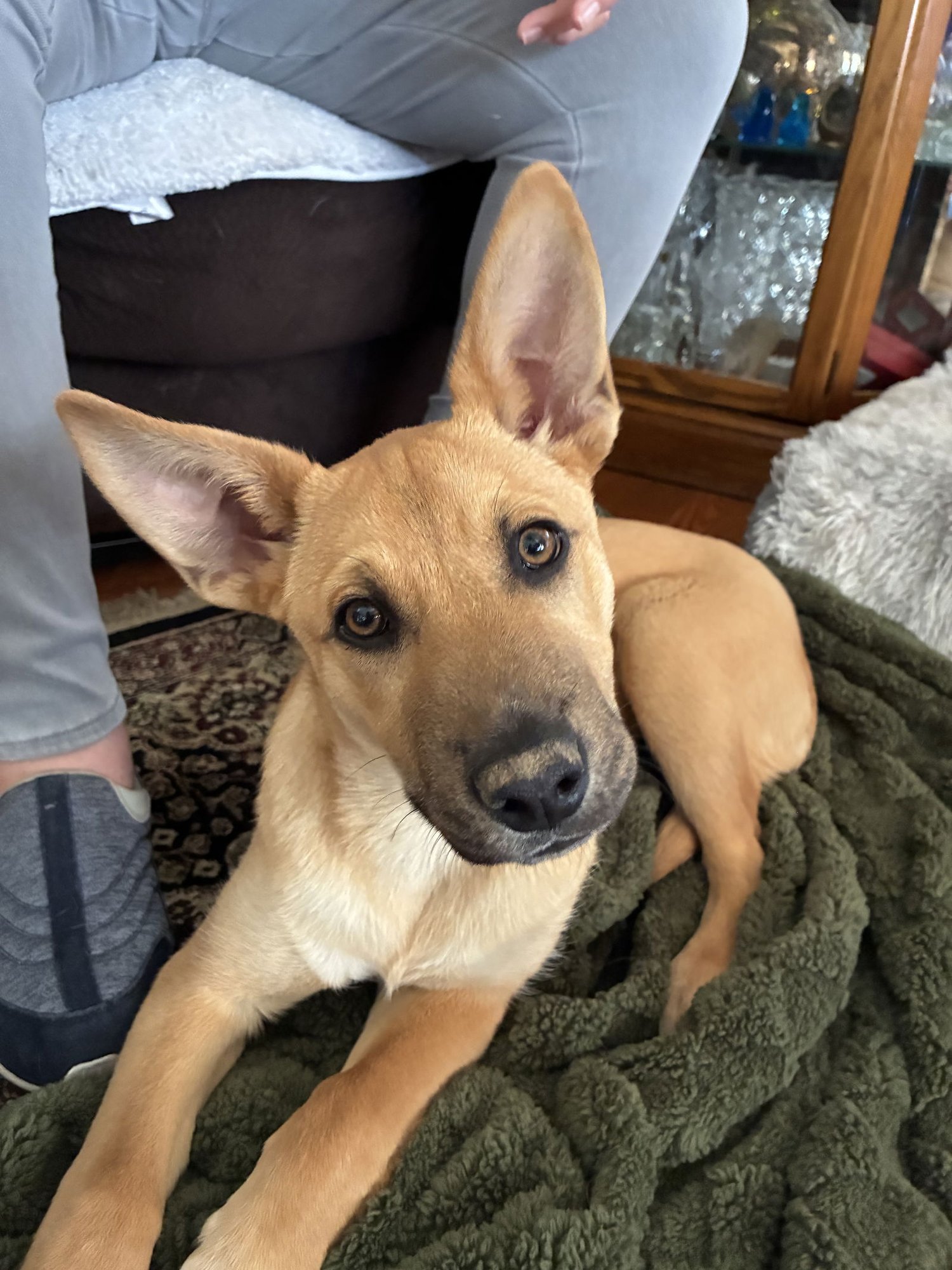 MARLEE - Shepherd / Carolina Dog available for adoption