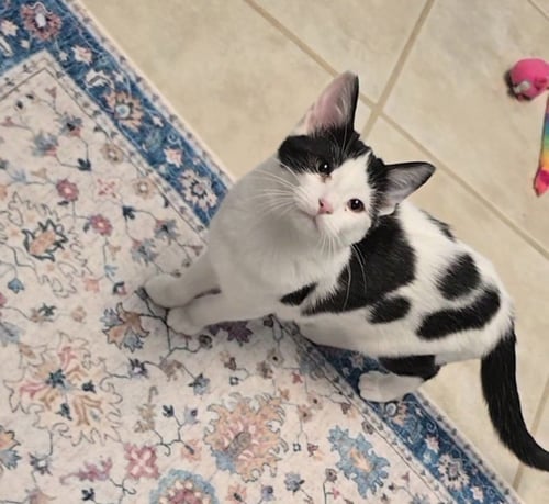 ARIEL - Domestic Short Hair available for adoption
