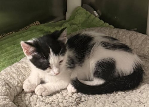 ARIEL - Domestic Short Hair available for adoption