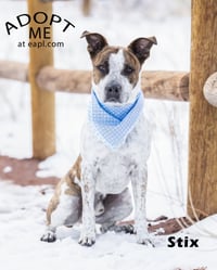 Stix  Sponsored Adoption Fee - Photo 15