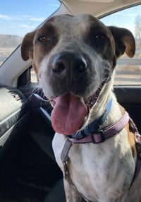Stix  Sponsored Adoption Fee - Photo 4