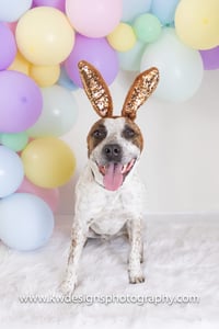 Stix  Sponsored Adoption Fee - Photo 14