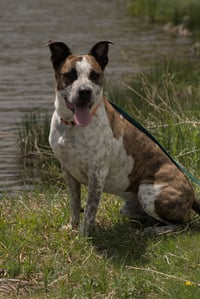 Stix  Sponsored Adoption Fee - Photo 11