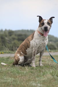 Stix  Sponsored Adoption Fee - Photo 5