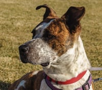 Stix  Sponsored Adoption Fee - Photo 6