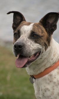 Stix  Sponsored Adoption Fee - Photo 2