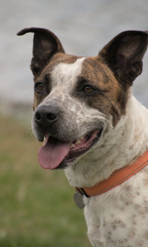 STIX  SPONSORED ADOPTION FEE - Cattle Dog / Australian Cattle Dog/Blue Heeler available for adoption