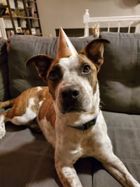 Stix  Sponsored Adoption Fee - Photo 7