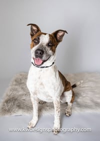 Stix  Sponsored Adoption Fee - Photo 8