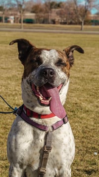 Stix  Sponsored Adoption Fee - Photo 10