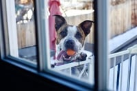 Stix  Sponsored Adoption Fee - Photo 9