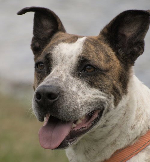 STIX  SPONSORED ADOPTION FEE - Cattle Dog / Australian Cattle Dog/Blue Heeler available for adoption