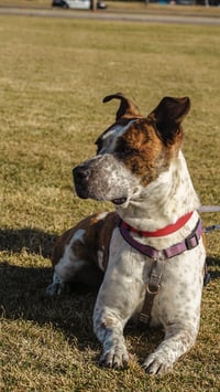 Stix  Sponsored Adoption Fee - Photo 3