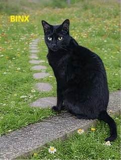 BINX - Domestic Short Hair available for adoption