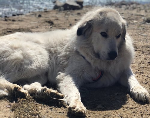 GEORGE COURTESY LISTING - Great Pyrenees available for adoption