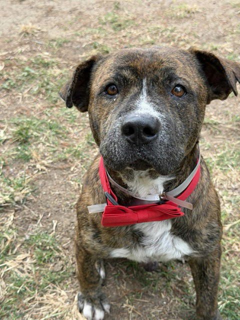 URGENT DINAMO NEW FOSTER BY 5/30 - American Staffordshire Terrier available for adoption