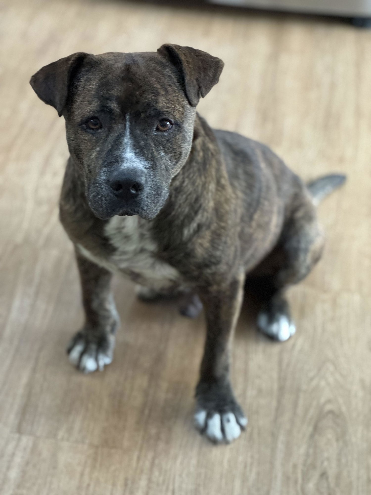 URGENT DINAMO NEW FOSTER BY 5/30 - American Staffordshire Terrier available for adoption