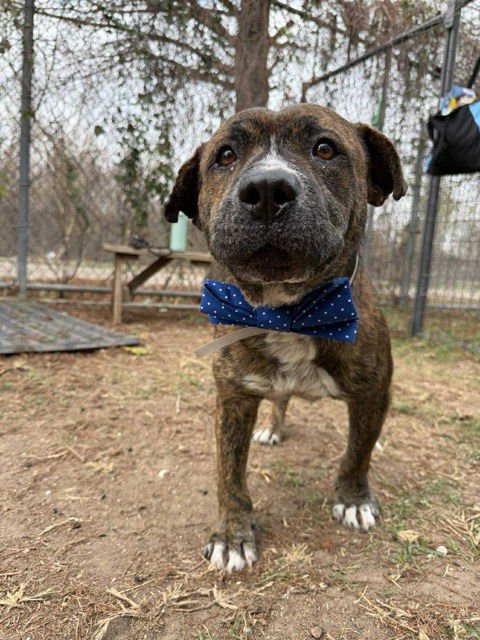 URGENT Dinamo new foster by 5/30 - Photo 5
