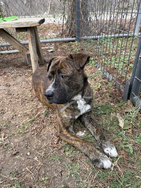 URGENT Dinamo new foster by 5/30 - Photo 6