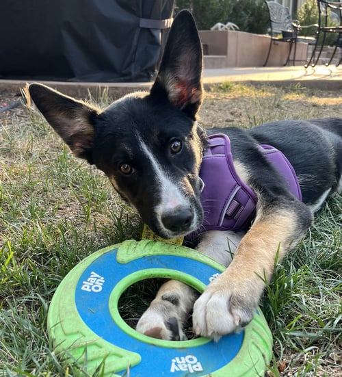 BENJI - Australian Cattle Dog/Blue Heeler available for adoption