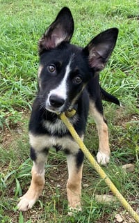 Benji - Photo 5