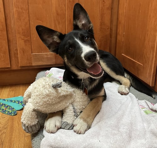 BENJI - Australian Cattle Dog/Blue Heeler available for adoption