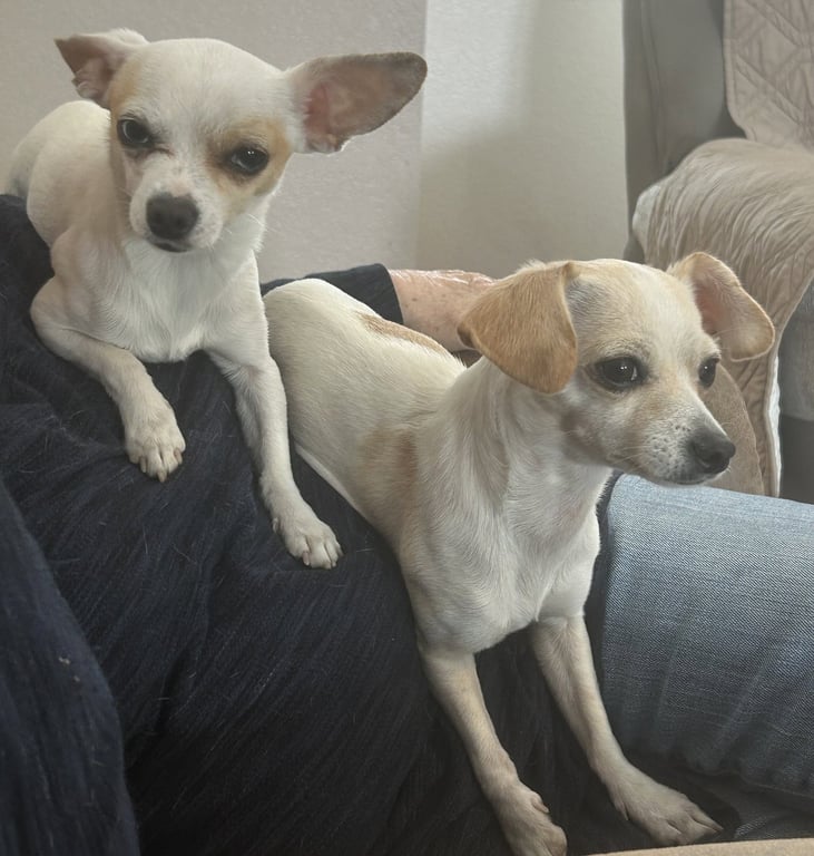 Fiona & Willow Bonded Image