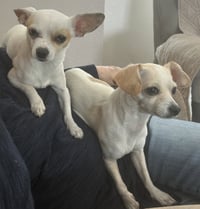 Fiona & Willow Bonded - Photo 1
