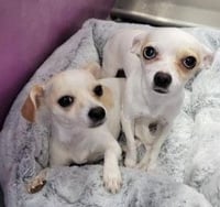 Fiona & Willow Bonded - Photo 2