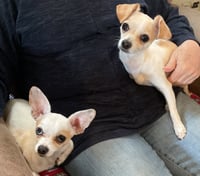 Fiona & Willow Bonded - Photo 3