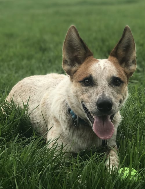 KITSUNE COURTSEY LISTING - Australian Cattle Dog/Blue Heeler available for adoption