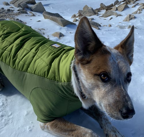 KITSUNE COURTSEY LISTING - Australian Cattle Dog/Blue Heeler available for adoption
