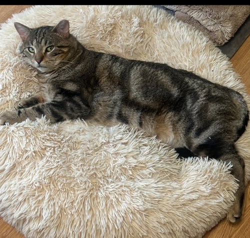 APOLLO - Domestic Short Hair available for adoption