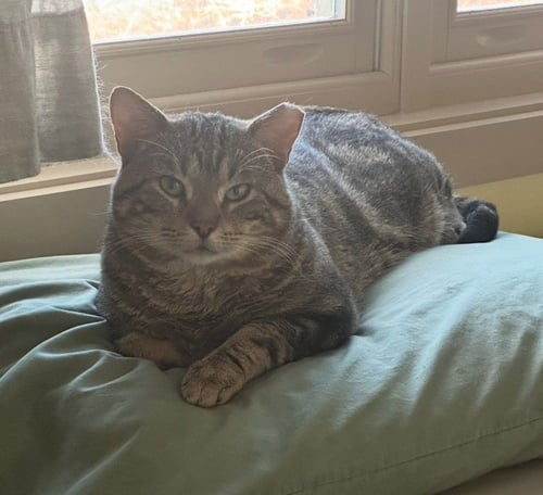 APOLLO - Domestic Short Hair available for adoption