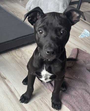 CHAI - Labrador Retriever / Pit Bull Terrier available for adoption