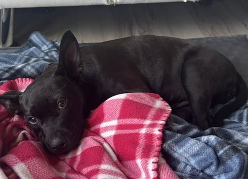 CHAI - Labrador Retriever / Pit Bull Terrier available for adoption