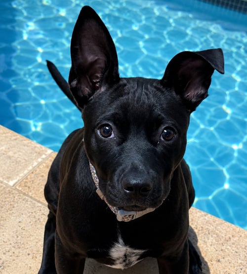 CHAI - Labrador Retriever / Pit Bull Terrier available for adoption