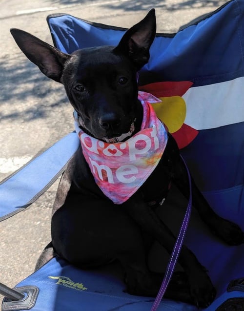 CHAI - Labrador Retriever / Pit Bull Terrier available for adoption