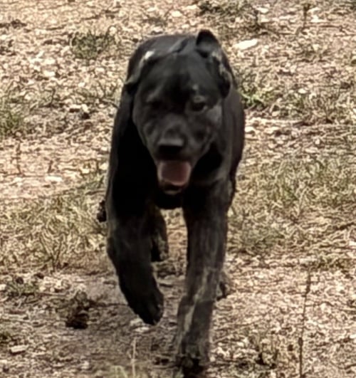 ENGLAND - Labrador Retriever available for adoption