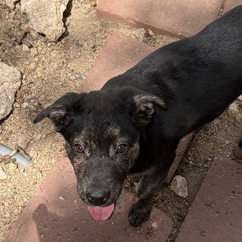 ENGLAND - Labrador Retriever available for adoption