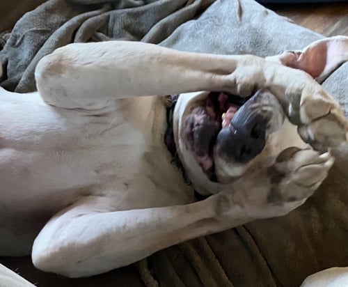 IGGY COURTESY LISTING - Pit Bull Terrier available for adoption