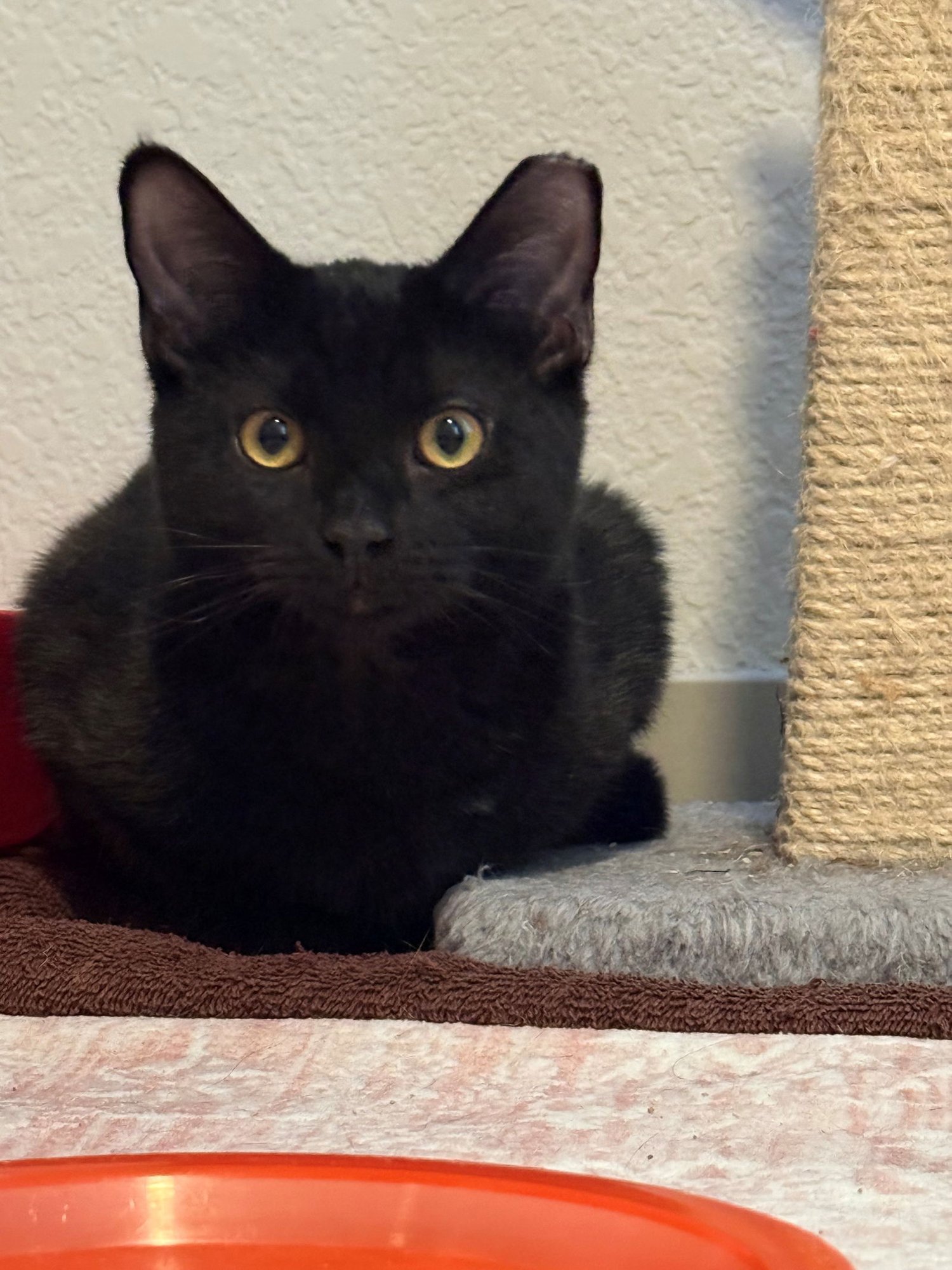 AURORA - Domestic Short Hair available for adoption