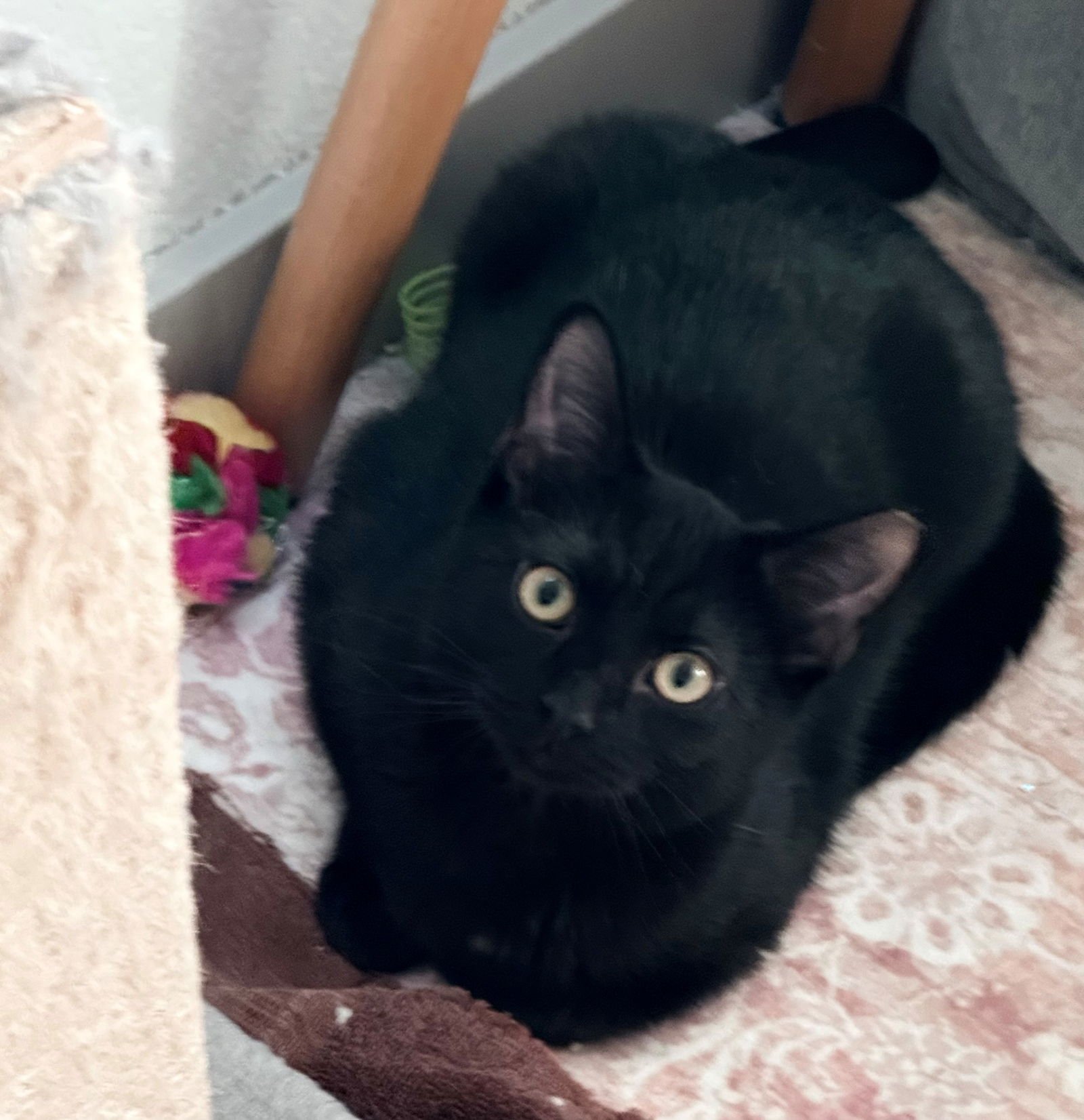 AURORA - Domestic Short Hair available for adoption