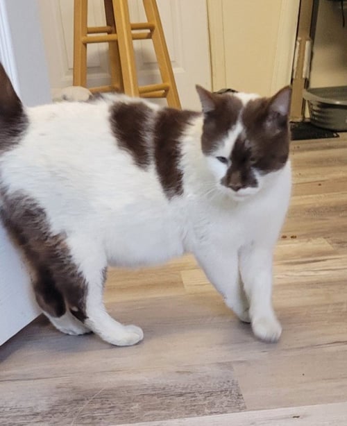 CINNAMON - Domestic Short Hair available for adoption