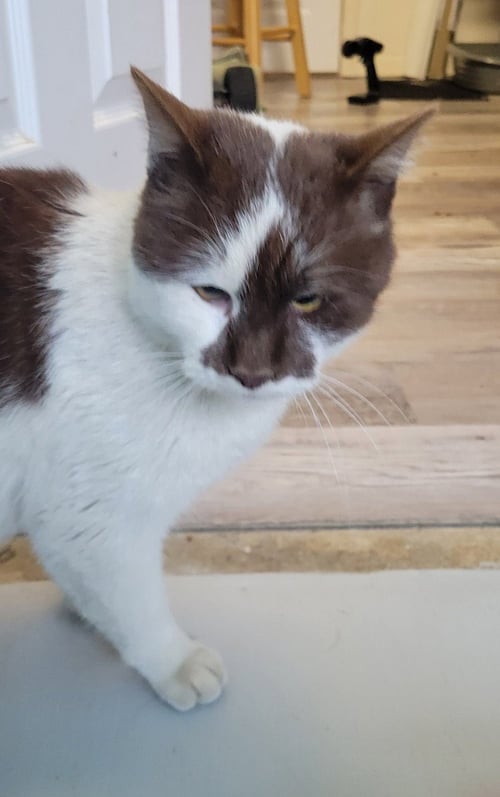 CINNAMON - Domestic Short Hair available for adoption