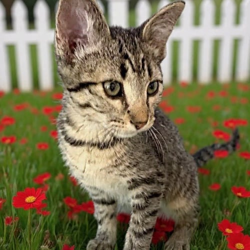 EVELYN - Domestic Short Hair available for adoption