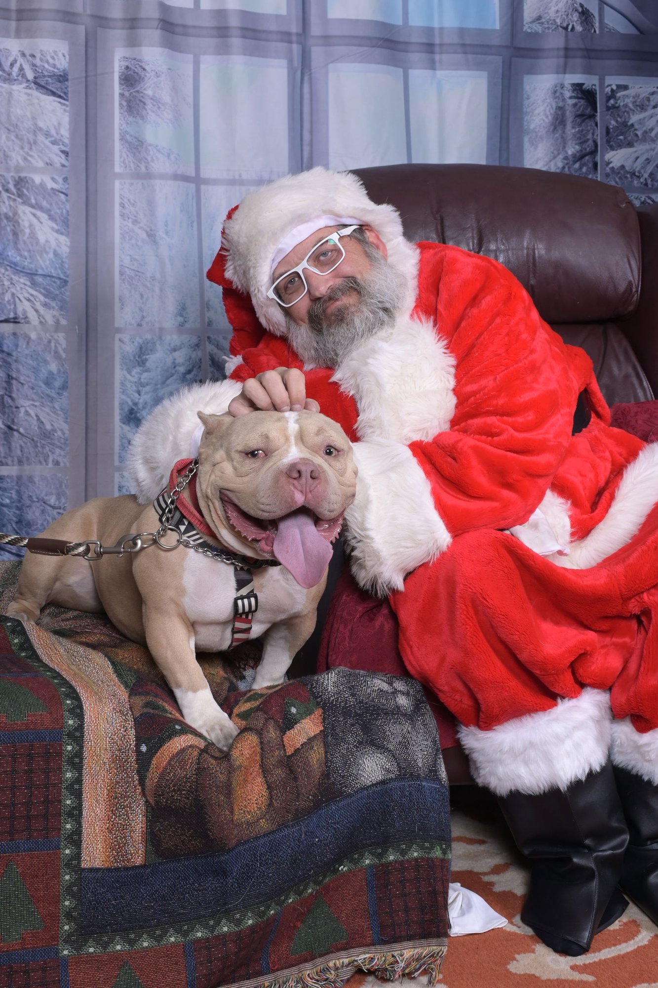 DEEBO - Bulldog / Pit Bull Terrier available for adoption