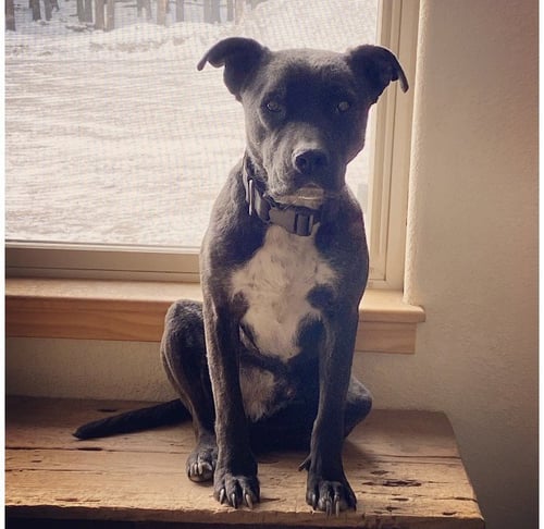 JACK COURTESY LISTING - Pit Bull Terrier available for adoption